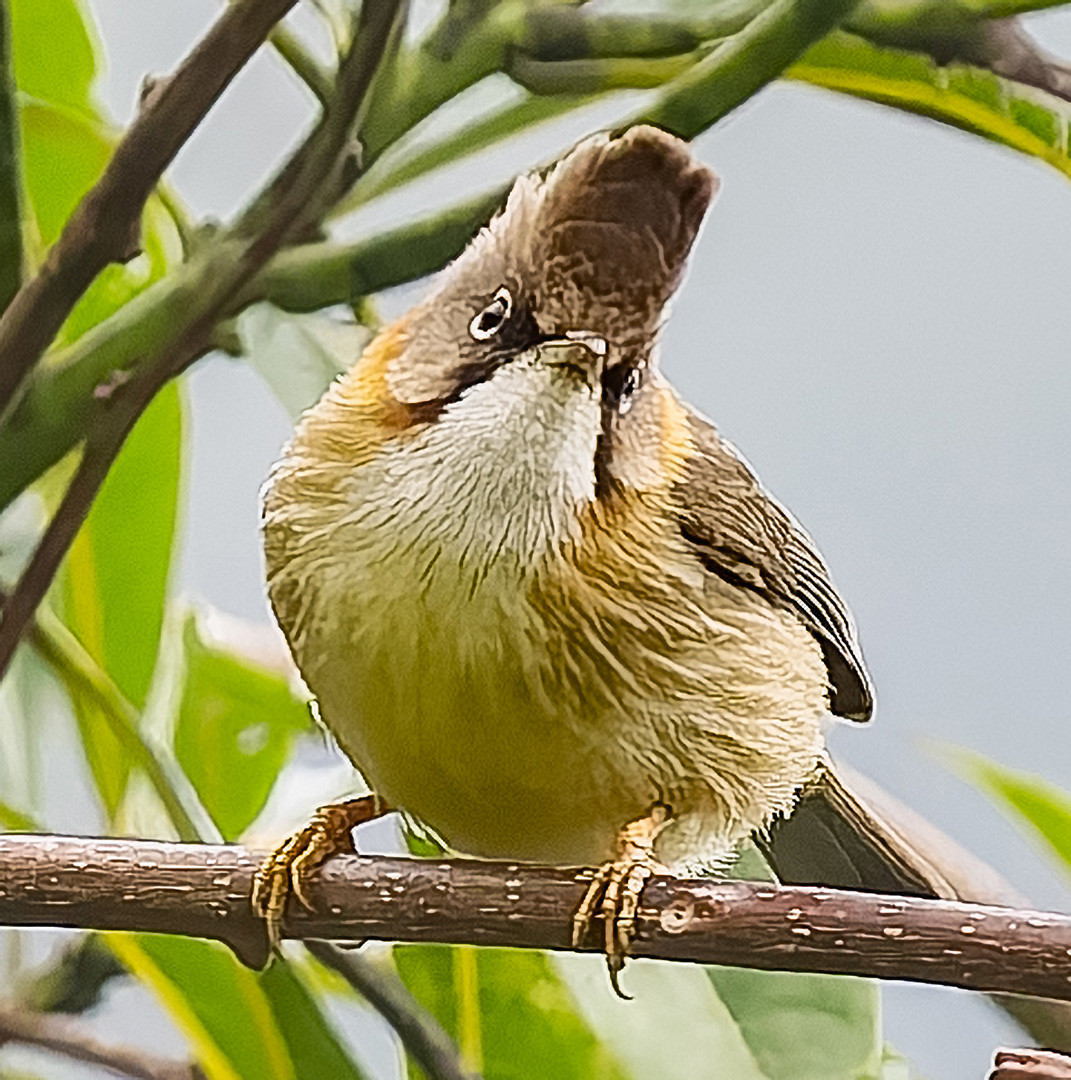 image Whiskered Yuhina